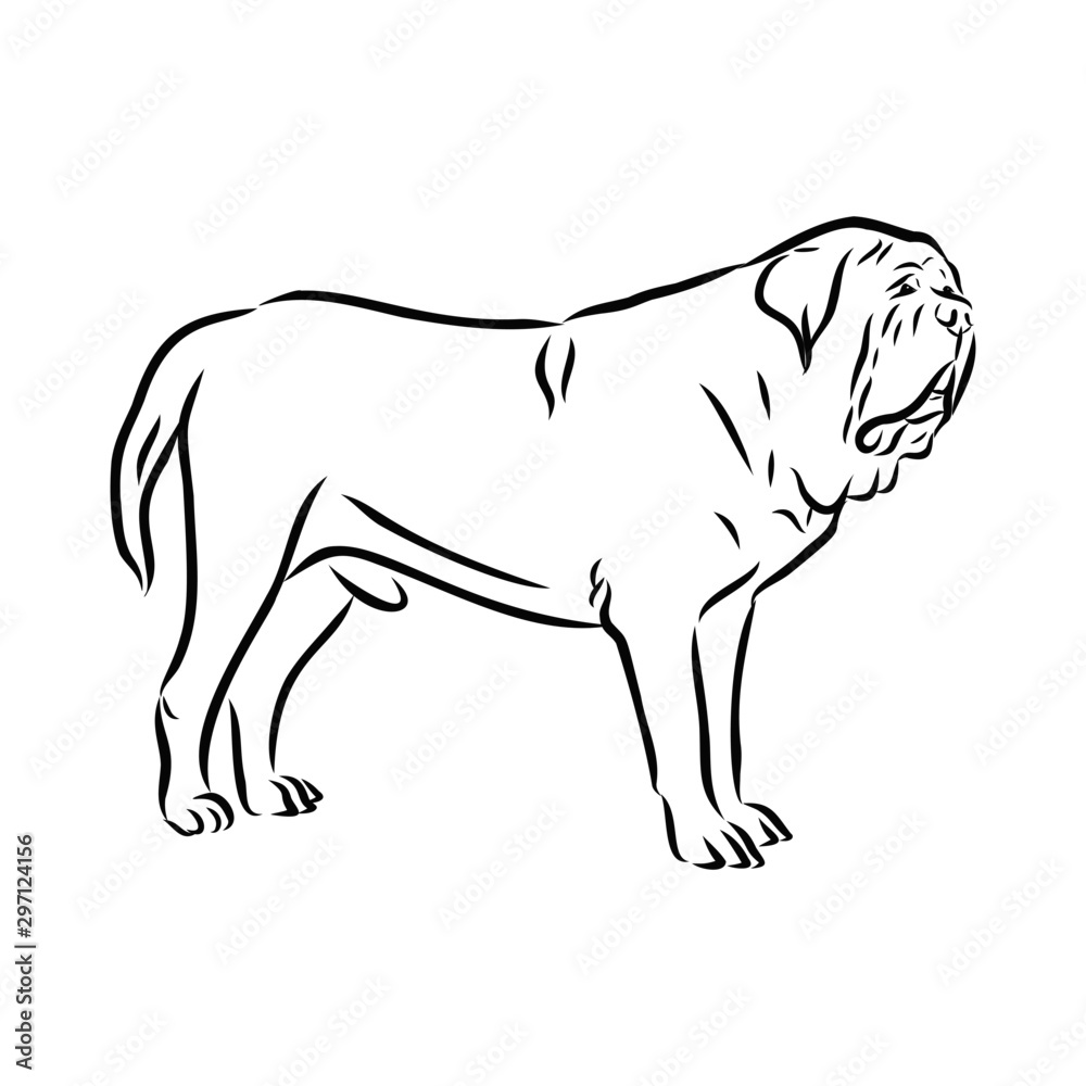 vector illustration of a dog, English mastiff dog sketch