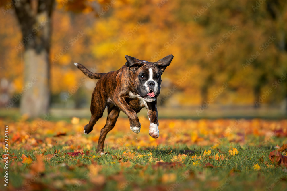 Boxer hotsell dog running