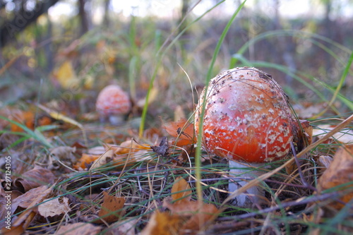 Red fly agaric in the autumn forest. Beautiful fly agaric. Amanita poisonous mushroom.
