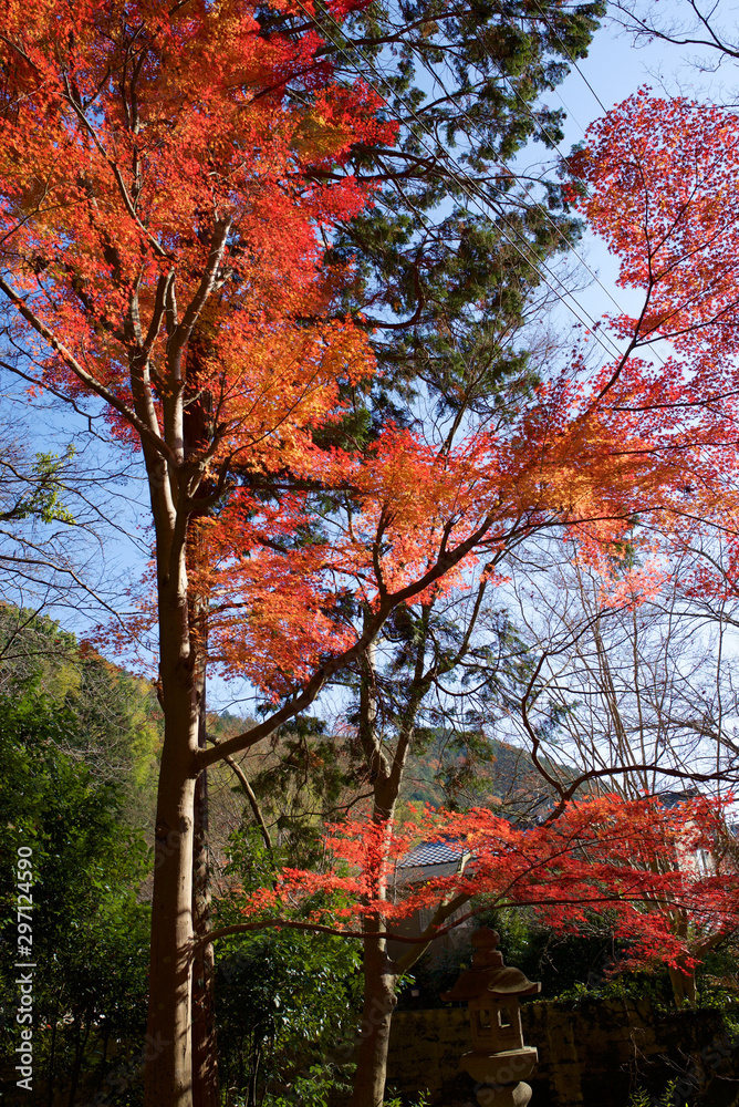 京都_毘沙門堂_紅葉