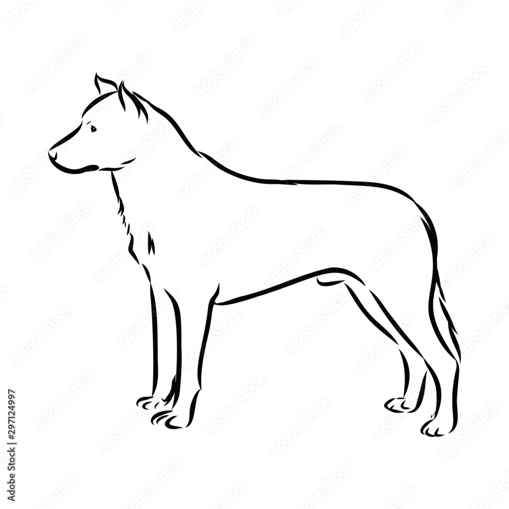 vector image of dog French shepherd 