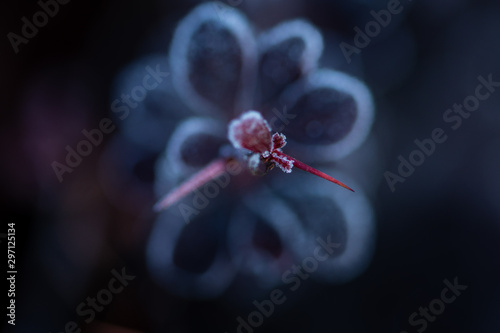 succulent plant with leaves covered with hoarfrost on blurred background