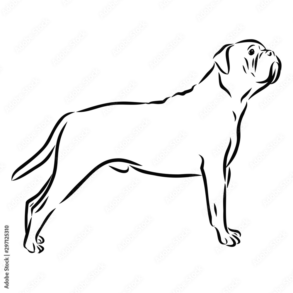 vector image of a dog bull mastiff 
