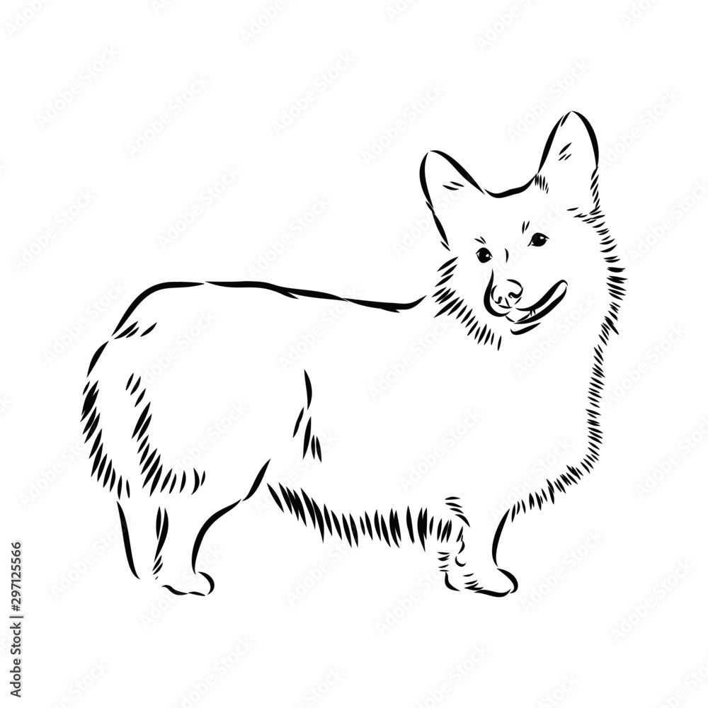Fototapeta premium vector illustration of a dog, corgi 