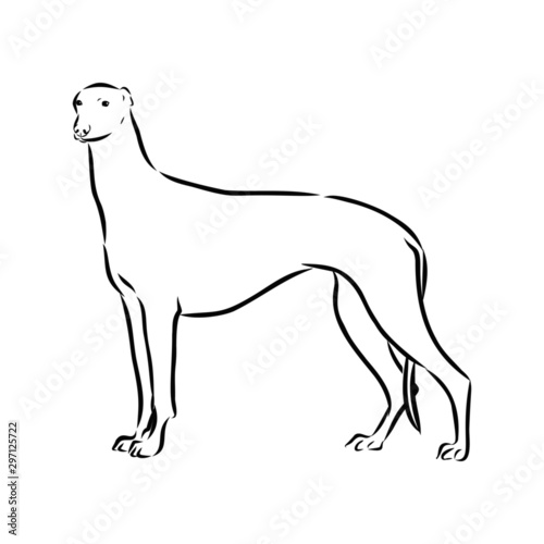 silhouette of a dog  greyhound sketch 