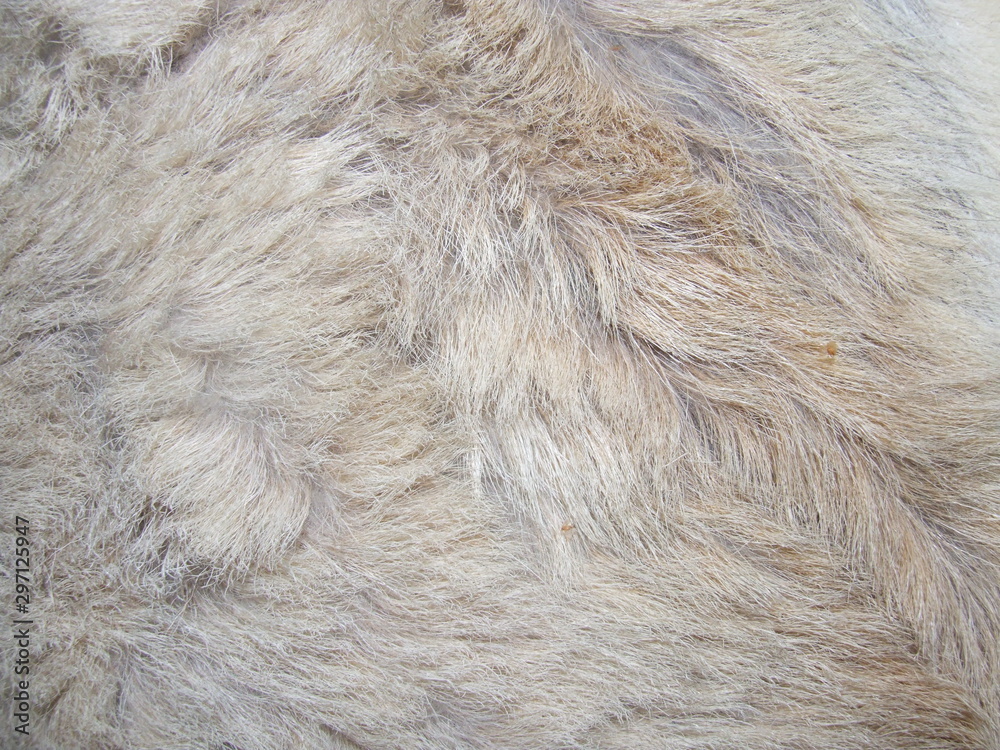 goat skin coarse wool goat skin coarse wool