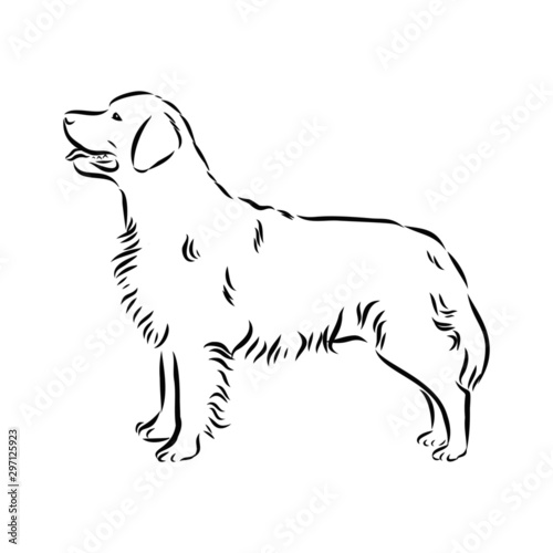 vector illustration of a dog golden retriever 