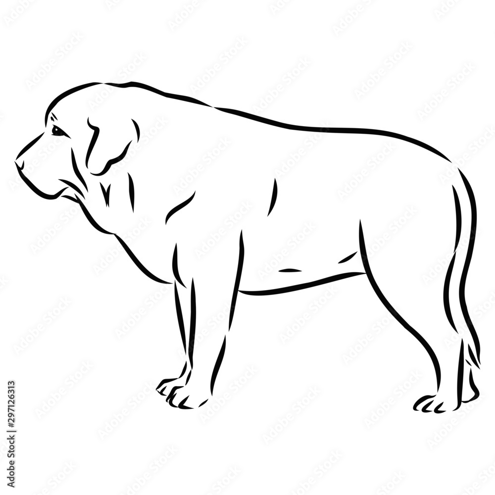 vector illustration of a dog, Spanish mastiff, contour vector illustration 