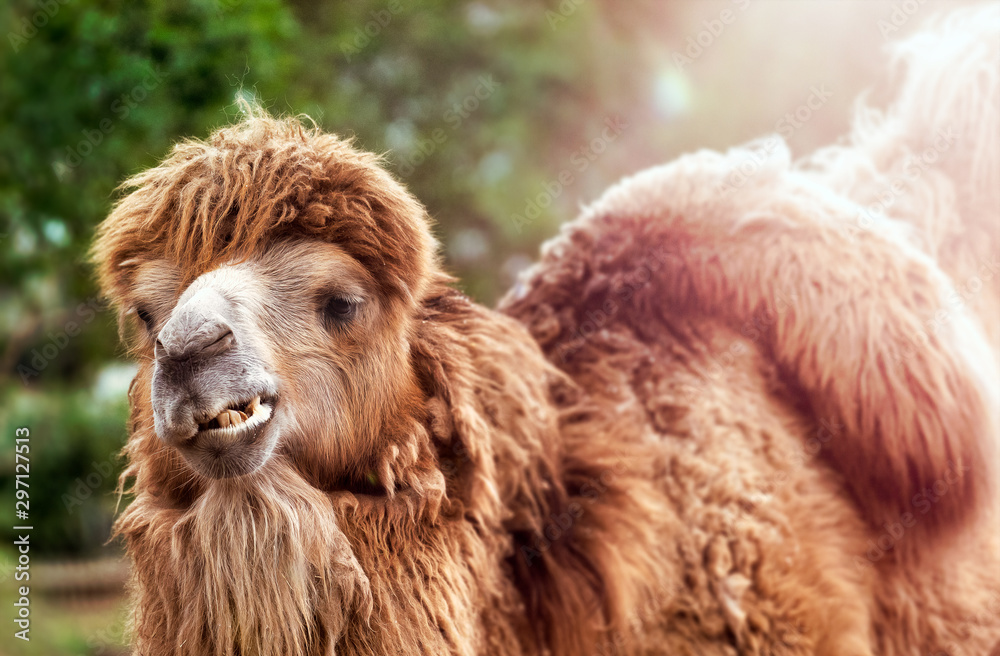 portrait of a camel in sunny light