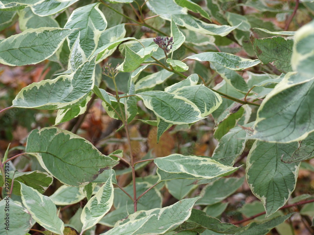 green leaves of the shrub with a yellow border on the edges green leaves of the shrub with a yellow border on the edges