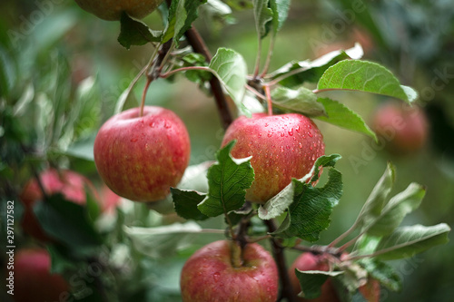 Ripe apples on a branch in the garden