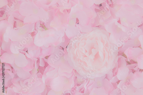 Pink rose petals texture . Abstract background ,Beautiful rose flower petals