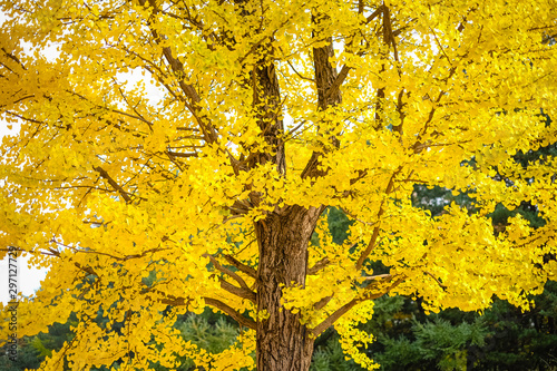 Green and yellow fall leaves of Ginkgo autumn