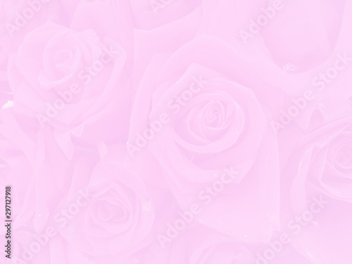 Pink rose petals texture . Abstract background  Beautiful rose flower petals