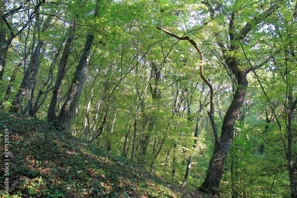 Fototapeta premium Forest in the vicinity of Varna (Bulgaria) in October