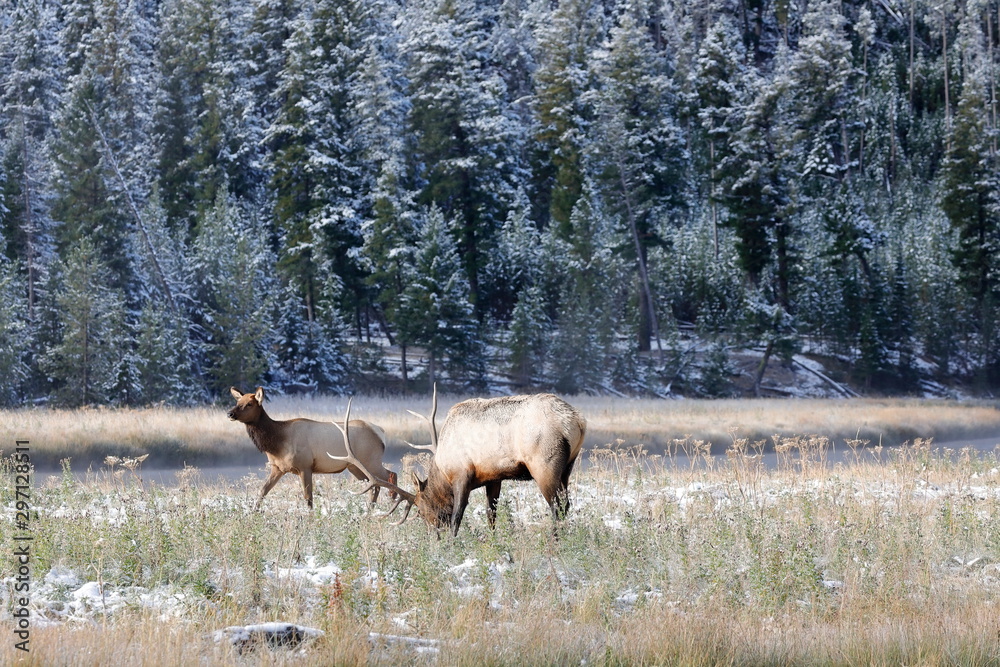 Wapiti deer in Yellostone National park USA Wapiti deer in Yellostone National park USA