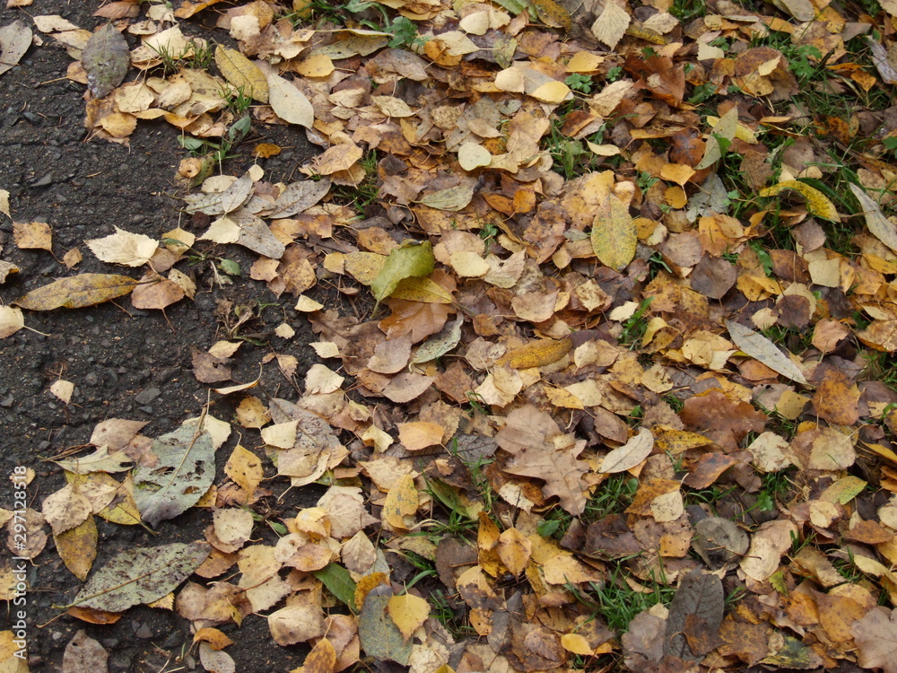 autumn yellow leaves on the ground autumn yellow leaves on the ground