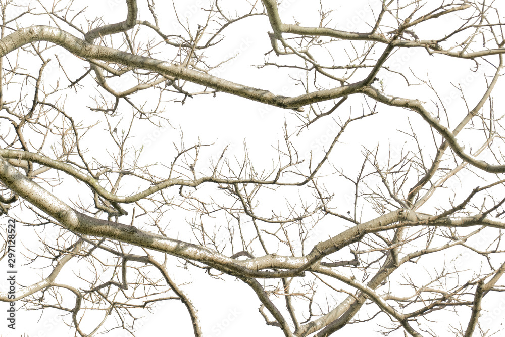 Intricate Tree Branches Isolated Photo Intricate Tree Branches Isolated Photo