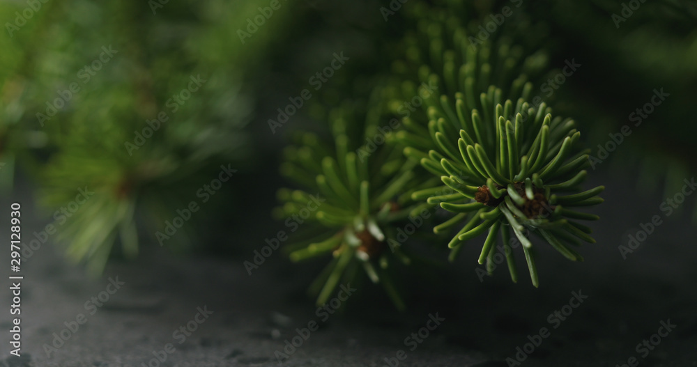 spruce twig on terrazzo countertop spruce twig on terrazzo countertop