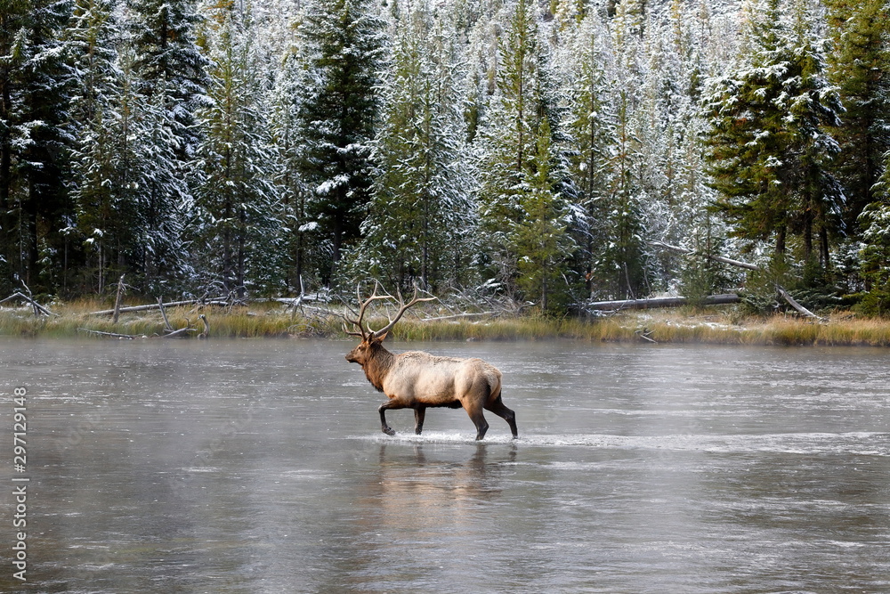 Wapiti deer in Yellostone National park USA Wapiti deer in Yellostone National park USA