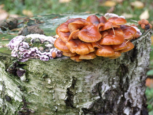 orange mushrooms on a birch stump in autumn