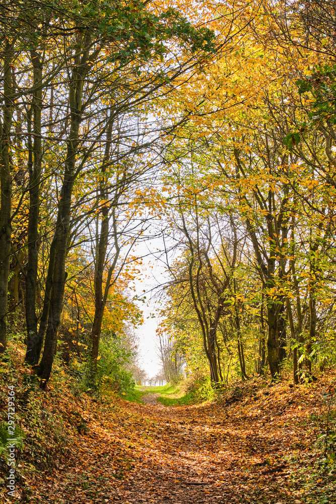 Fototapeta premium Way by trees in Autumn