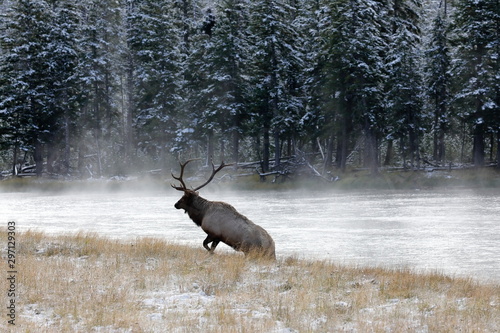 Wapiti deer in Yellowstone national Park USA