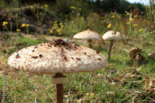 Gemeiner Riesenschirmling, macrolepiota procera photo