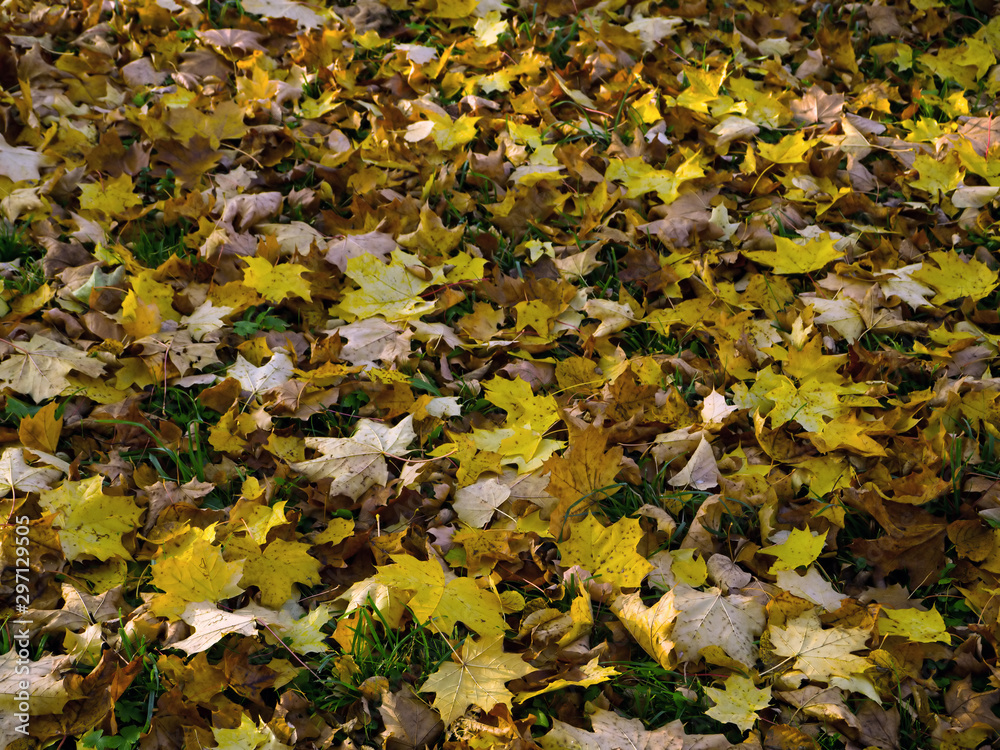 Autumn colors. Leaves in the park Autumn colors. Leaves in the park