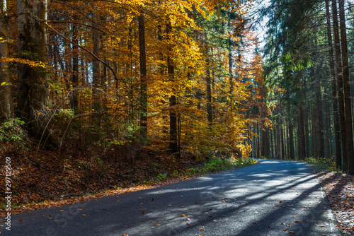 Asphalt road leading trough beautiful forest in the Carpathian mountains where deciduous woods meets the pine woods.