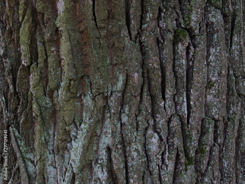 the bark of an old oak tree with moss