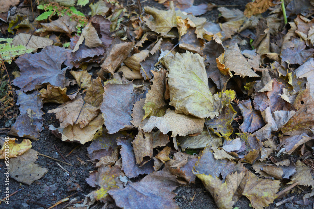 Autumn background, dry brown and yellow leaves of grapes lying bunch on the ground.