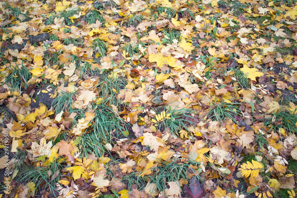 Yellow leaves on the ground in autumn day Yellow leaves on the ground in autumn day