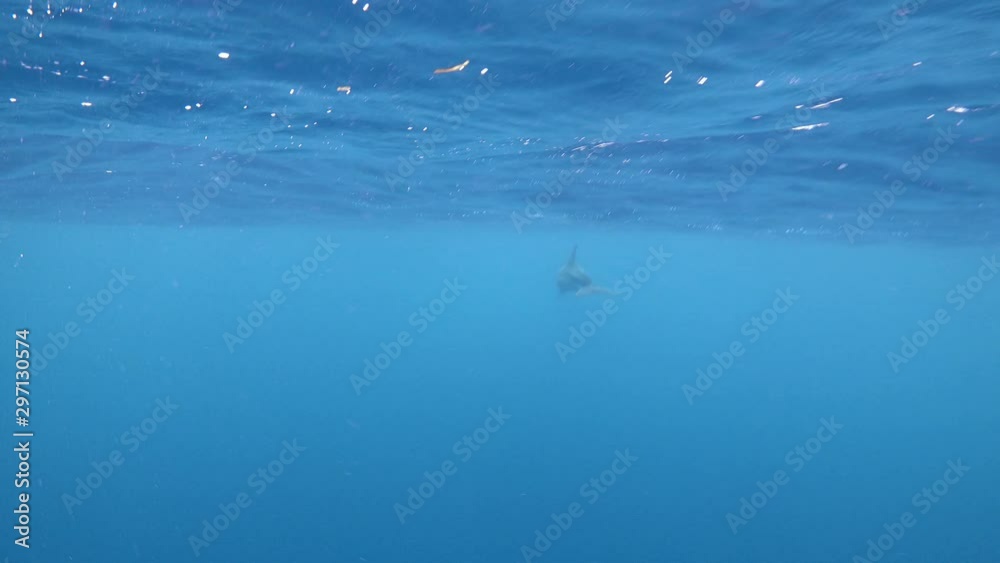 Bottlenose dolphin swimming away in the blue sea. 4K Bottlenose dolphin swimming away in the blue sea. 4K