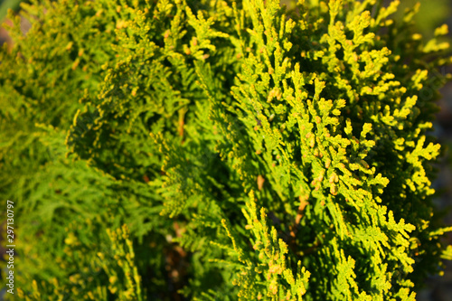 Branches and scaly leaves of a cypress plant. Thuja species orientalis Aurea Nana, arborvitaes, thujas or cedars in the light of the bright autumn sun.