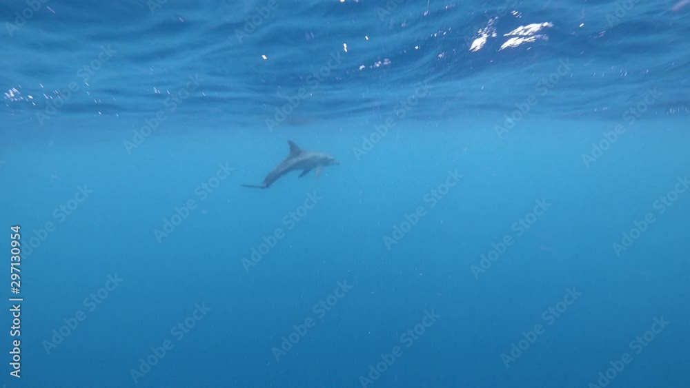 Bottlenose dolphin swimming away in the wavy sea underwater. 4K Bottlenose dolphin swimming away in the wavy sea underwater. 4K