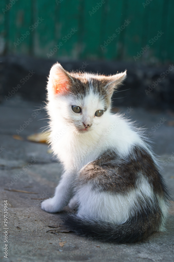Adorable cute white little kitten playing outdoors on a sunny day. Adorable cute white little kitten playing outdoors on a sunny day.