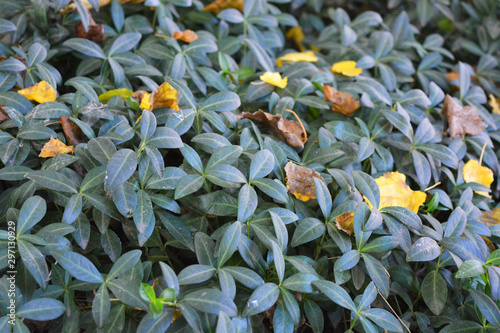 Bright, curly and colorful Ukrainian flowers of periwinkle with autumn yellow mulberry leaves, green vinca, vincire. photo