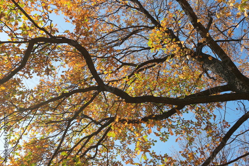 autumn