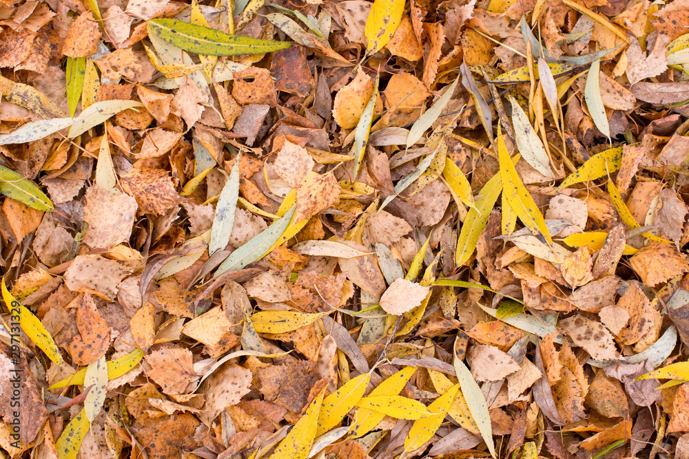 abstract background, fallen autumn leaves abstract background, fallen autumn leaves