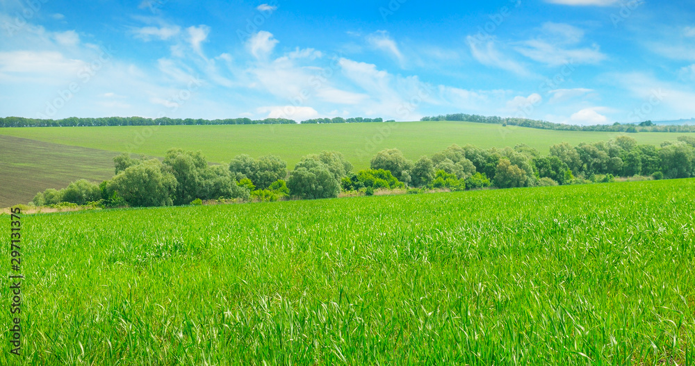 Obraz premium Green field and blue sky. Agricultural landscape. Wide photo.