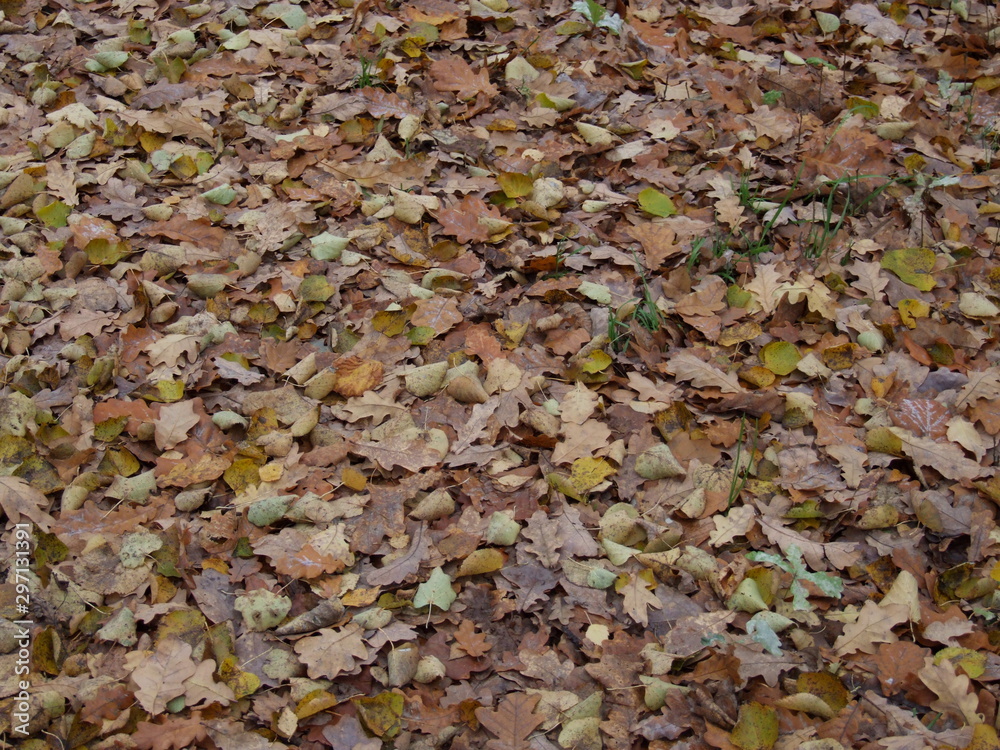yellow autumn leaves on the ground yellow autumn leaves on the ground