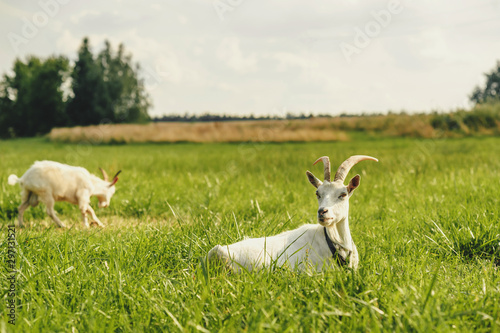 Fototapeta Naklejka Na Ścianę i Meble -  White Goats graze in green grass against the background of trees and the sky.