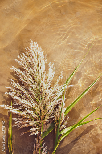 Yellow reed dry beautiful flowering lies on the water with green leaves