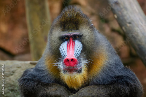 Mandrill photo