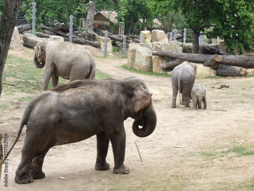 Photography elephants