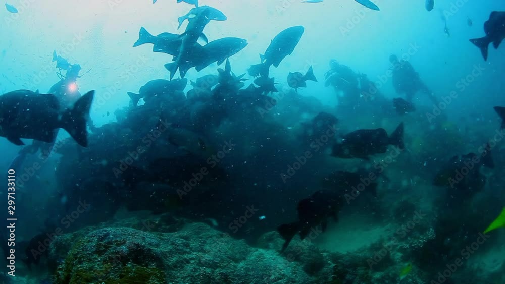 People feed in school of fish in underwater marine wildlife of Fiji. Animals looking for food on seabed of ocean. People feed in school of fish in underwater marine wildlife of Fiji. Animals looking for food on seabed of ocean.