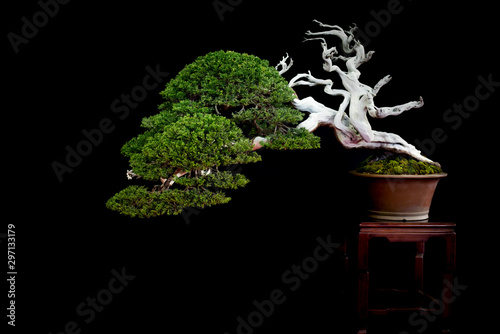 Bonsai  4