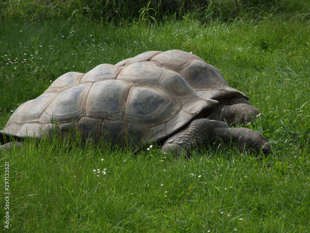 Fototapeta premium huge turtle