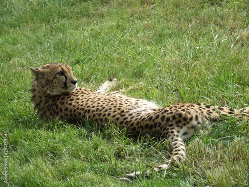 cheetah © Lumatis